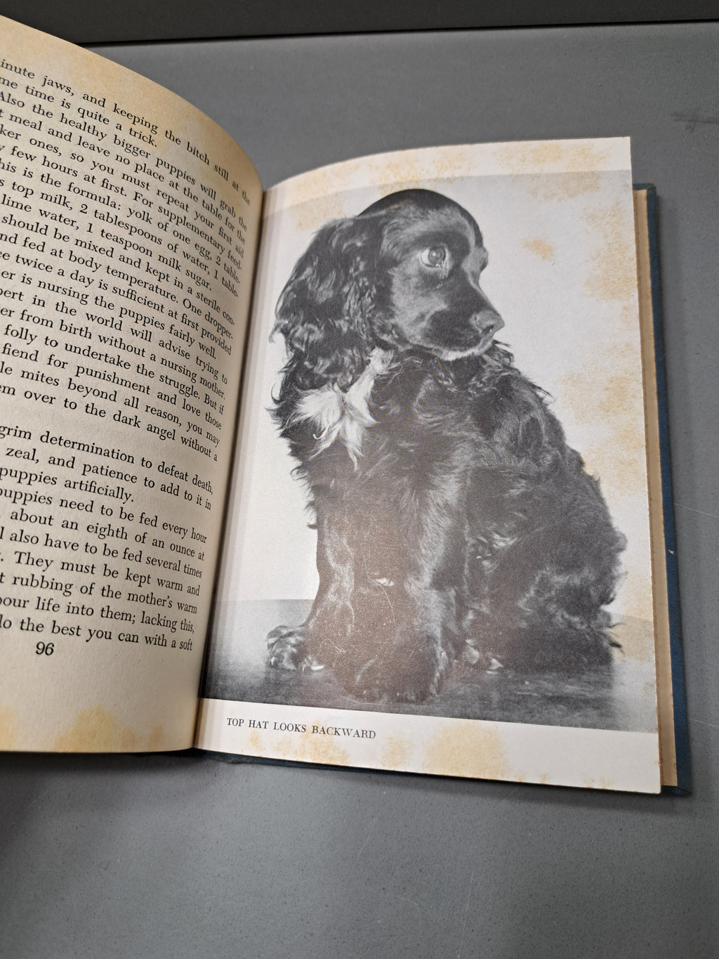 Vintage 1945 Especially Spaniels by Gladys Taber