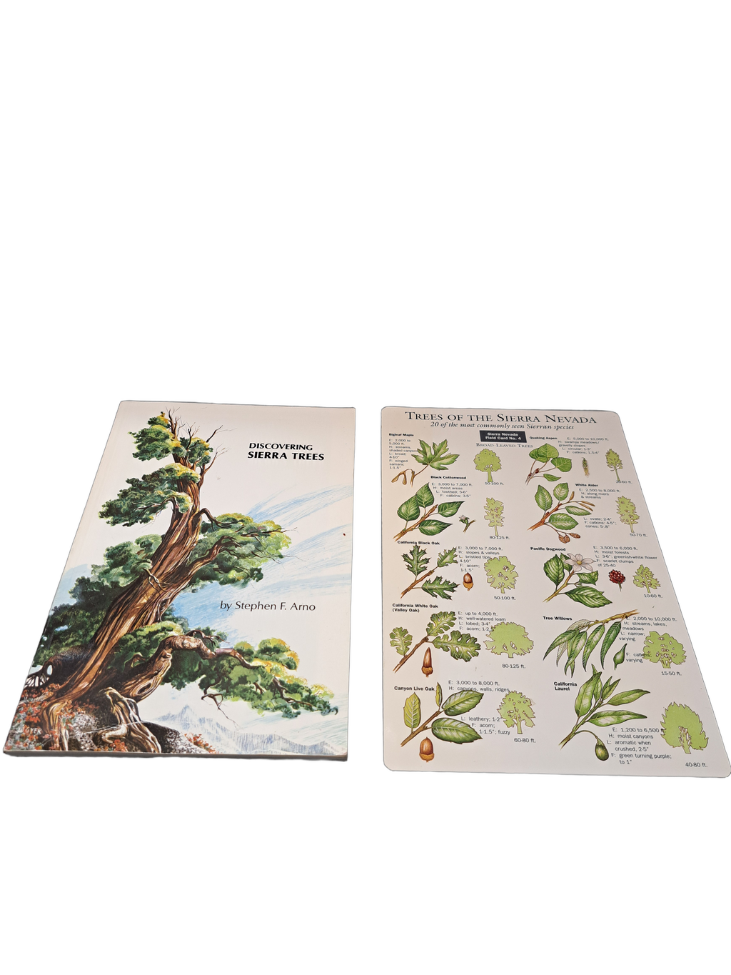 Vintage 1973 Discovering Sierra Trees by Stephen F Arno