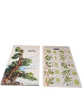 Vintage 1973 Discovering Sierra Trees by Stephen F Arno