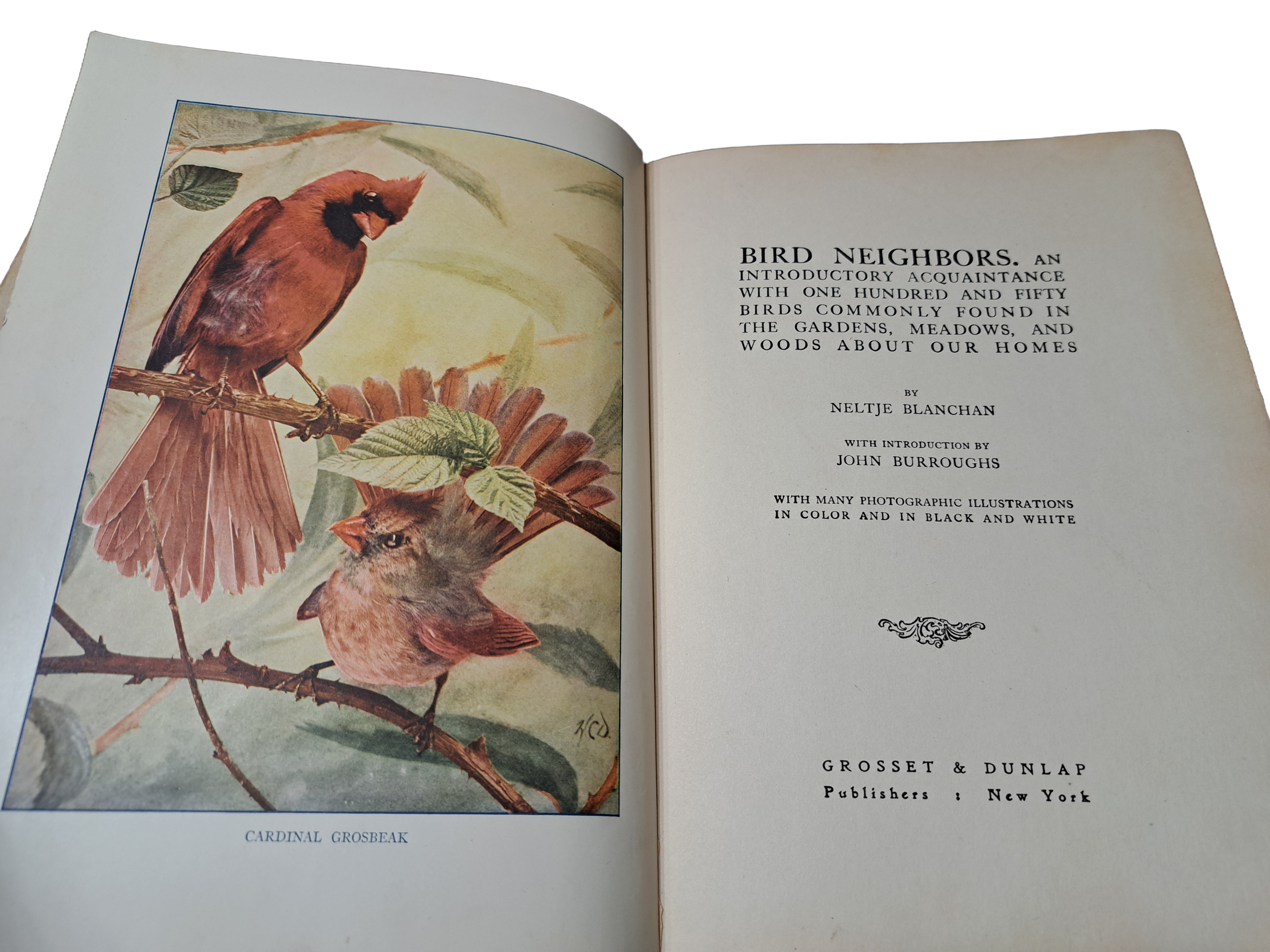 Vintage 1904 Bird Neighbors by Neltje Blanchan