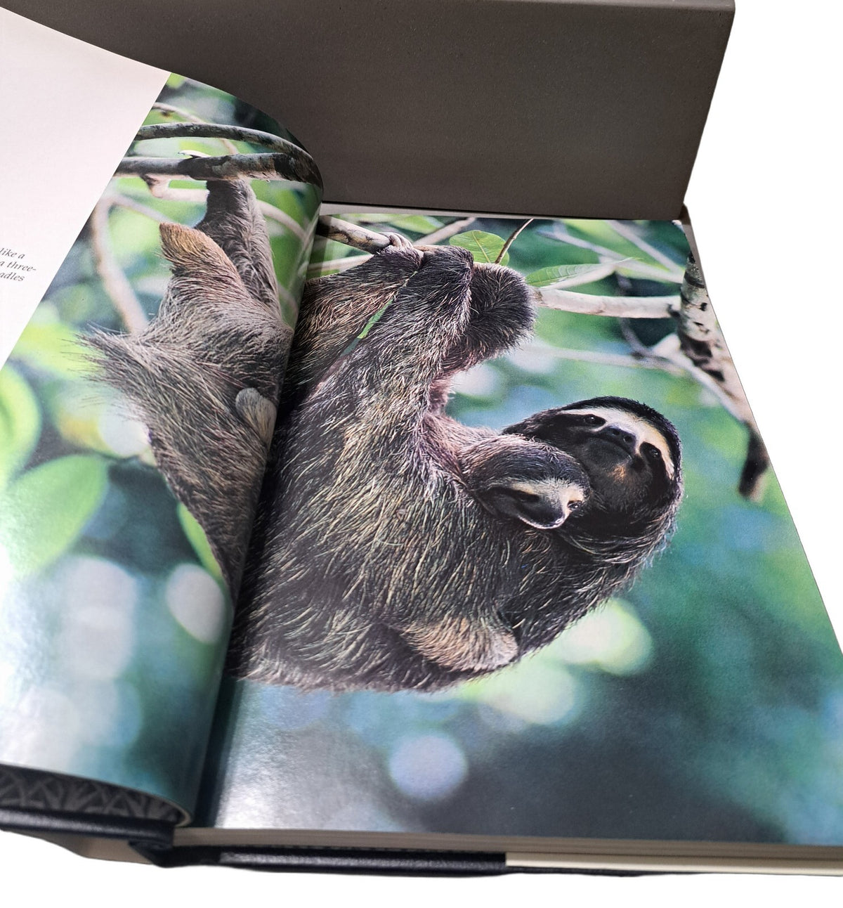 Vintage 1990 Hidden Worlds of Wildlife by National Geographic