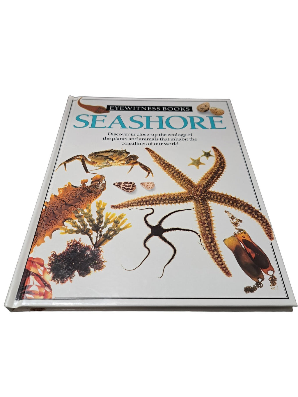 Vintage 1989 first edition of Seashore by Eyewitness Books