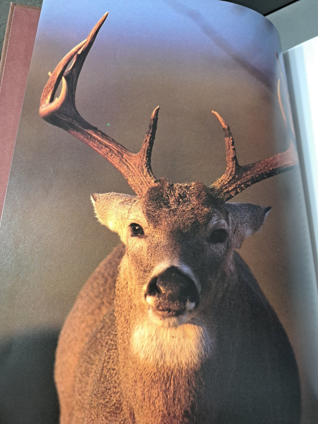 Vintage 1993 Whitetails: Behavior, Ecology, Conservation