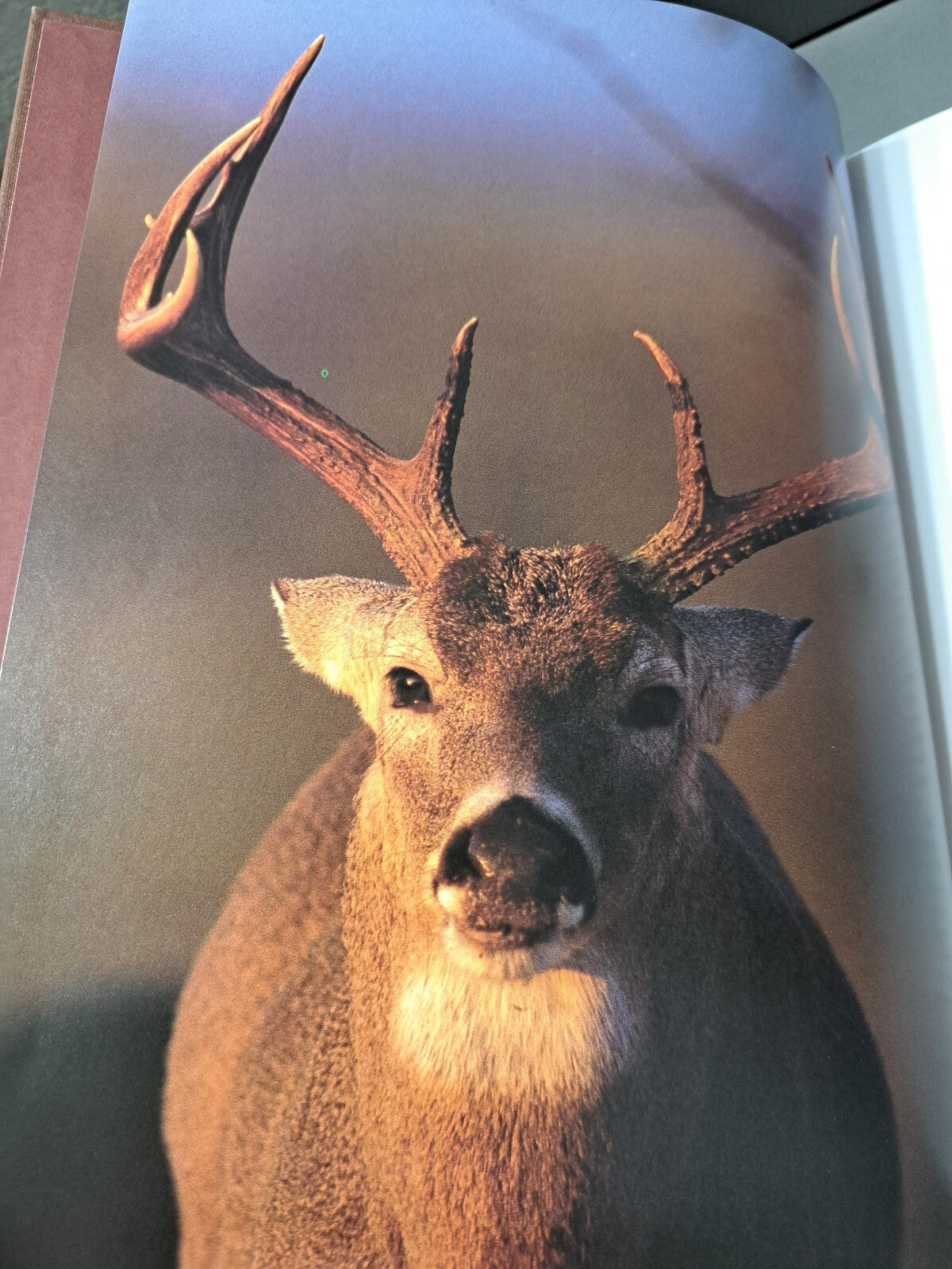 Vintage 1993 Whitetails: Behavior, Ecology, Conservation