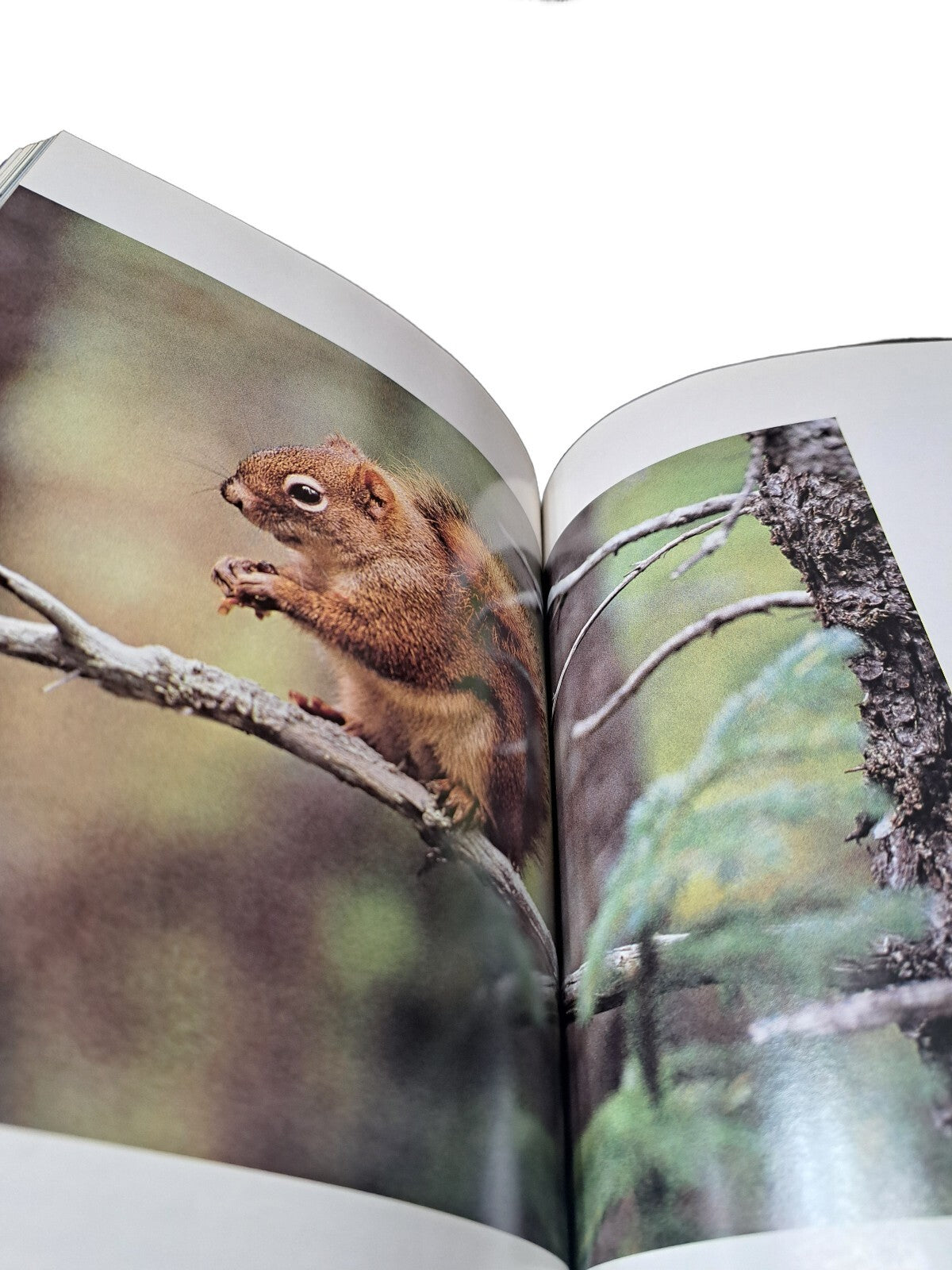 Vintage 1990 Hidden Worlds of Wildlife by National Geographic