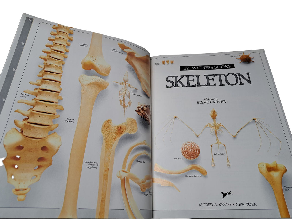 Vintage 1988 first edition of Skeleton by Eyewitness Books