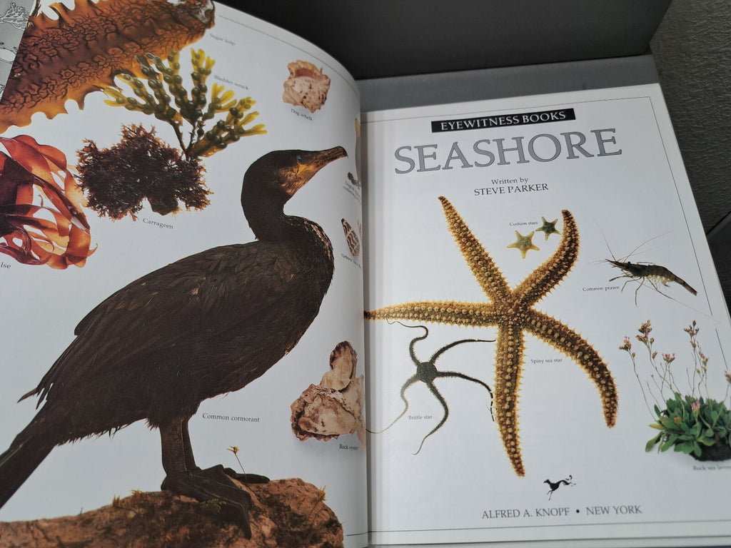 Vintage 1989 first edition of Seashore by Eyewitness Books