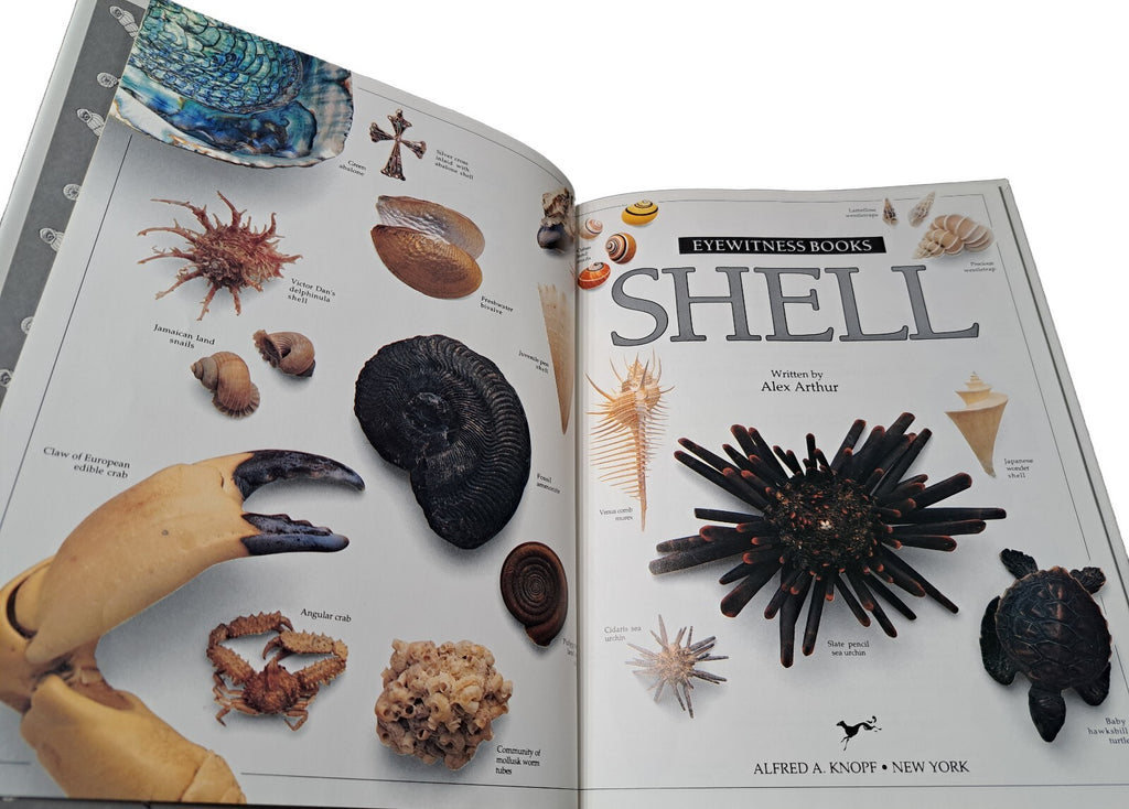 Vintage 1989 first edition of Shell by Eyewitness Books
