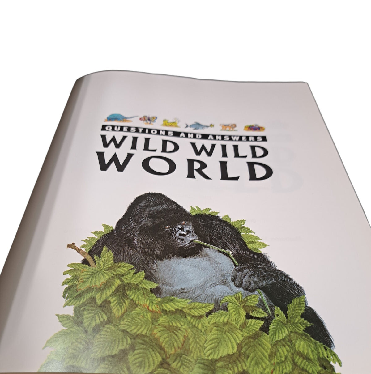 Questions and Answers: Wild Wild World
